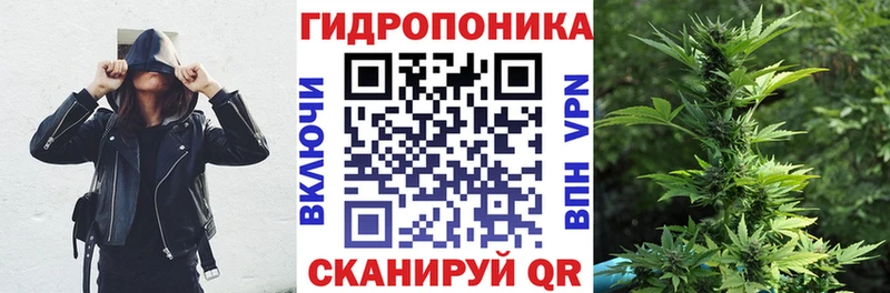 KRAKEN   Губкин  Марихуана индика 
